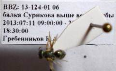 Halictus lucidipennis