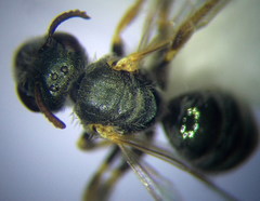 Halictus lucidipennis