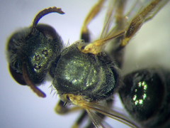Halictus lucidipennis