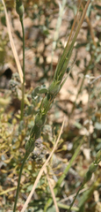 Aegilops crassa