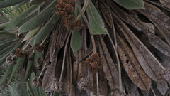 Espeletia rabanalensis