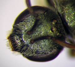 Halictus lucidipennis