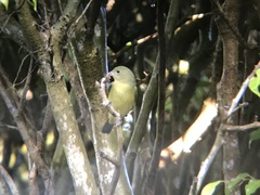 Passerina ciris image