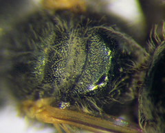 Halictus lucidipennis