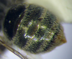 Halictus lucidipennis