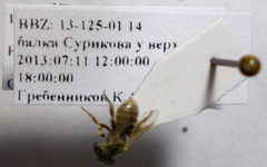 Halictus lucidipennis