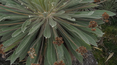 Espeletia rabanalensis