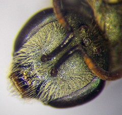 Halictus lucidipennis