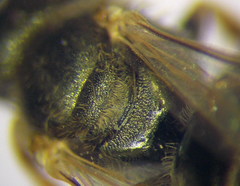 Halictus lucidipennis
