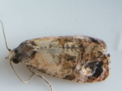Cochylichroa