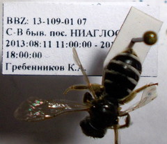 Halictus quadricinctus