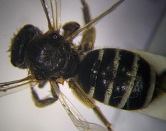 Halictus quadricinctus