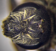 Halictus quadricinctus