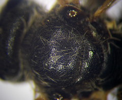 Halictus quadricinctus