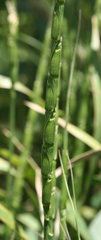 Aegilops cylindrica