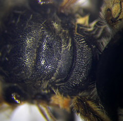 Halictus quadricinctus