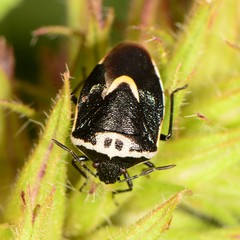 Cosmopepla binotata