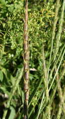 Aegilops cylindrica