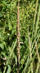 Aegilops cylindrica