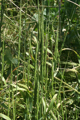 Aegilops cylindrica