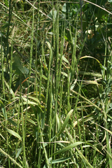 Aegilops cylindrica