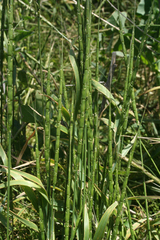 Aegilops cylindrica