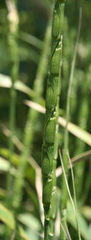 Aegilops cylindrica