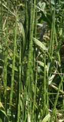 Aegilops cylindrica