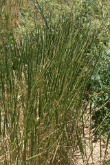 Aegilops cylindrica