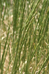 Aegilops cylindrica