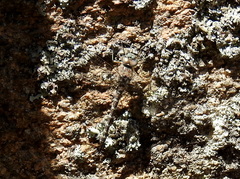 Rhionaeschna pallipes