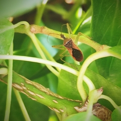 Zelus renardii