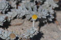 Achillea maritima