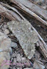 Dicrognophos sartata