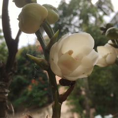 Cymbidieae