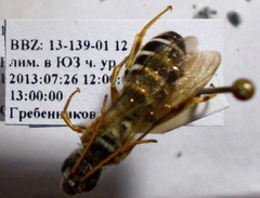 Halictus quadricinctus