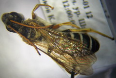 Halictus quadricinctus