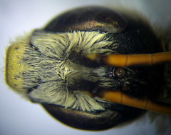 Halictus quadricinctus