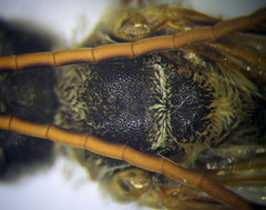 Halictus quadricinctus
