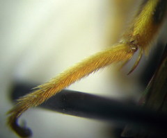 Halictus quadricinctus
