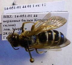 Halictus quadricinctus