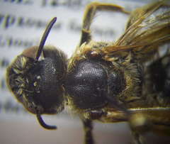 Halictus quadricinctus