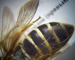 Halictus quadricinctus