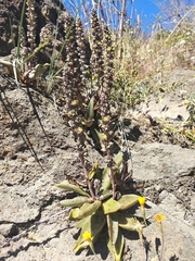 Thompsonella minutiflora