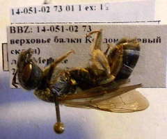 Halictus quadricinctus