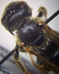 Halictus quadricinctus