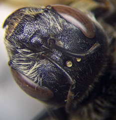 Halictus quadricinctus