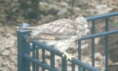 Buteo lineatus