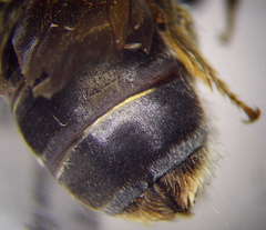 Halictus quadricinctus