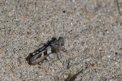 Oedipoda miniata